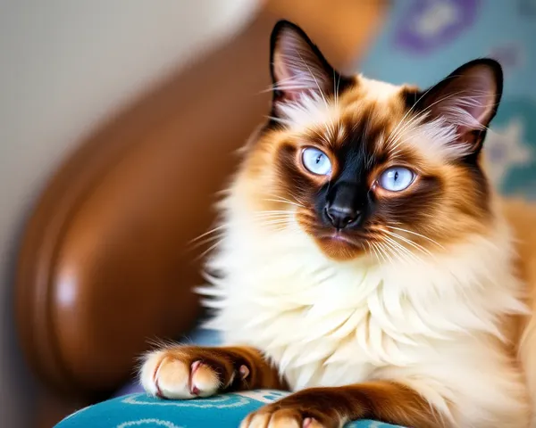 Balinese Cat Images for Beautiful Home Decor -> Imagens de gatos Balinese para decoração de casa linda